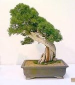 California Juniper bonsai 10.jpg