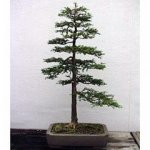 Metasequoia Glyptostroboides Bonsai.jpg