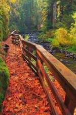 Sweet Creek Trail, Mapleton, Oregon.jpg