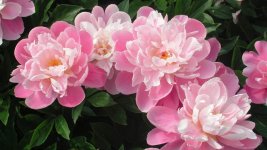pink-and-white-cute-flowers.jpg