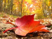 Autumn_falling_leaf.jpg