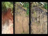 Azonal soil.visionagroecologica.blogspot..jpg