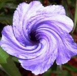 purple-petunia-twirl-belinda-lee.jpg