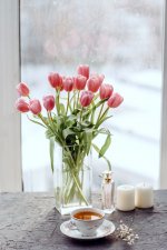 Pink-Tulips-at-Window.jpeg