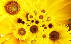 Sunflowers-Yellow-Plant-600x375.jpg