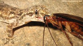 amerikanische-grossschabe-periplaneta-americana-gecko-kakerlake-kuechenschabe-beute-fressen-gefa.jpg