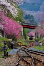 Cherry Blossom Train, Japan.jpg