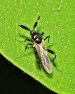 220px-Ceratopogonidae.male.jpg