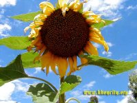 sunflower-Khoy 3.jpg
