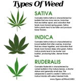 Cannabis leaves(sensiseeds.com).jpg