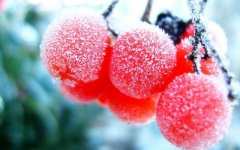 Awesome-Frozen-Cherry-Fruit-Macro-Wallpaper-HD.jpg